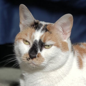 Meet your Posher, Cadence